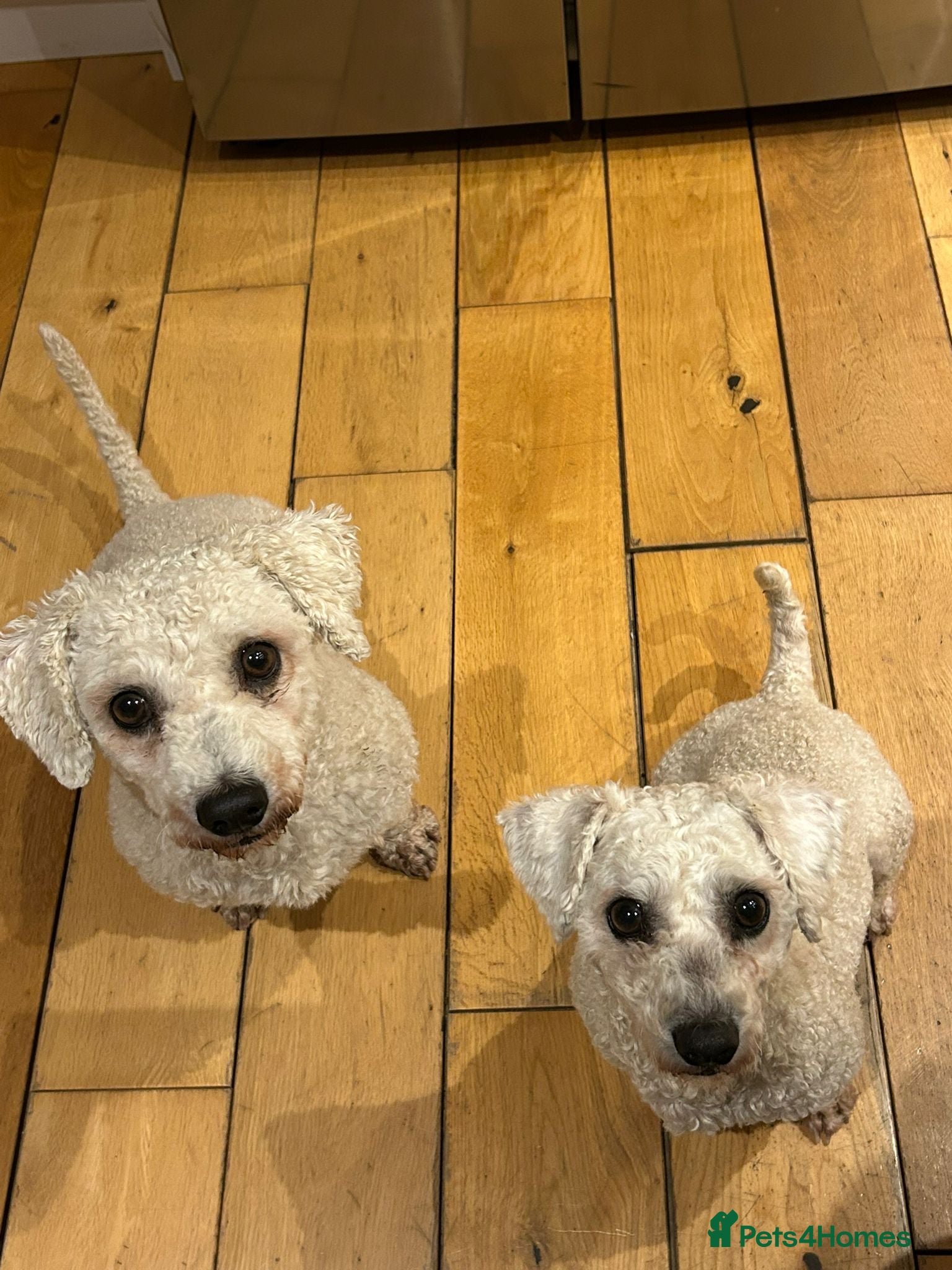 Bichon Frise dogs KC Registered Bichon Frise Stud - Advert 1