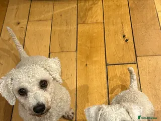 Bichon Frise dogs KC Registered Bichon Frise Stud - Advert 1