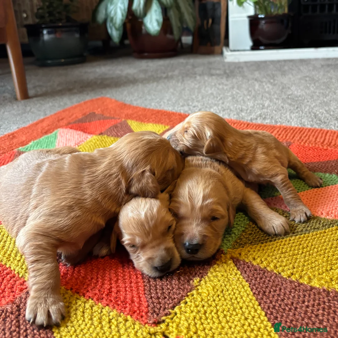 Golden Retriever dogs for sale: FOX RED PUPPIES Golden Retriever KC REG - Advert 4