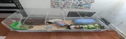 Guinea Pig rodents for sale: 2 Male Guinea Pigs With Hutch - Advert 7