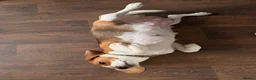Beagle dogs for sale: Beagle pups both female 1 tri and one lemon - Advert 7