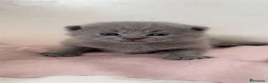 British Shorthair Kitten 1