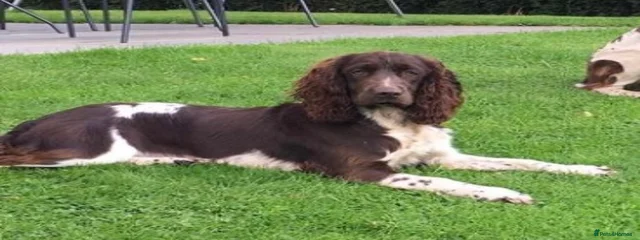 Wessington Coco