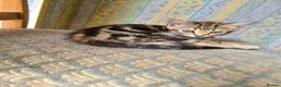 Mixed Breed cats for sale: 4 cute but shy kitten looking for new home - Advert 18