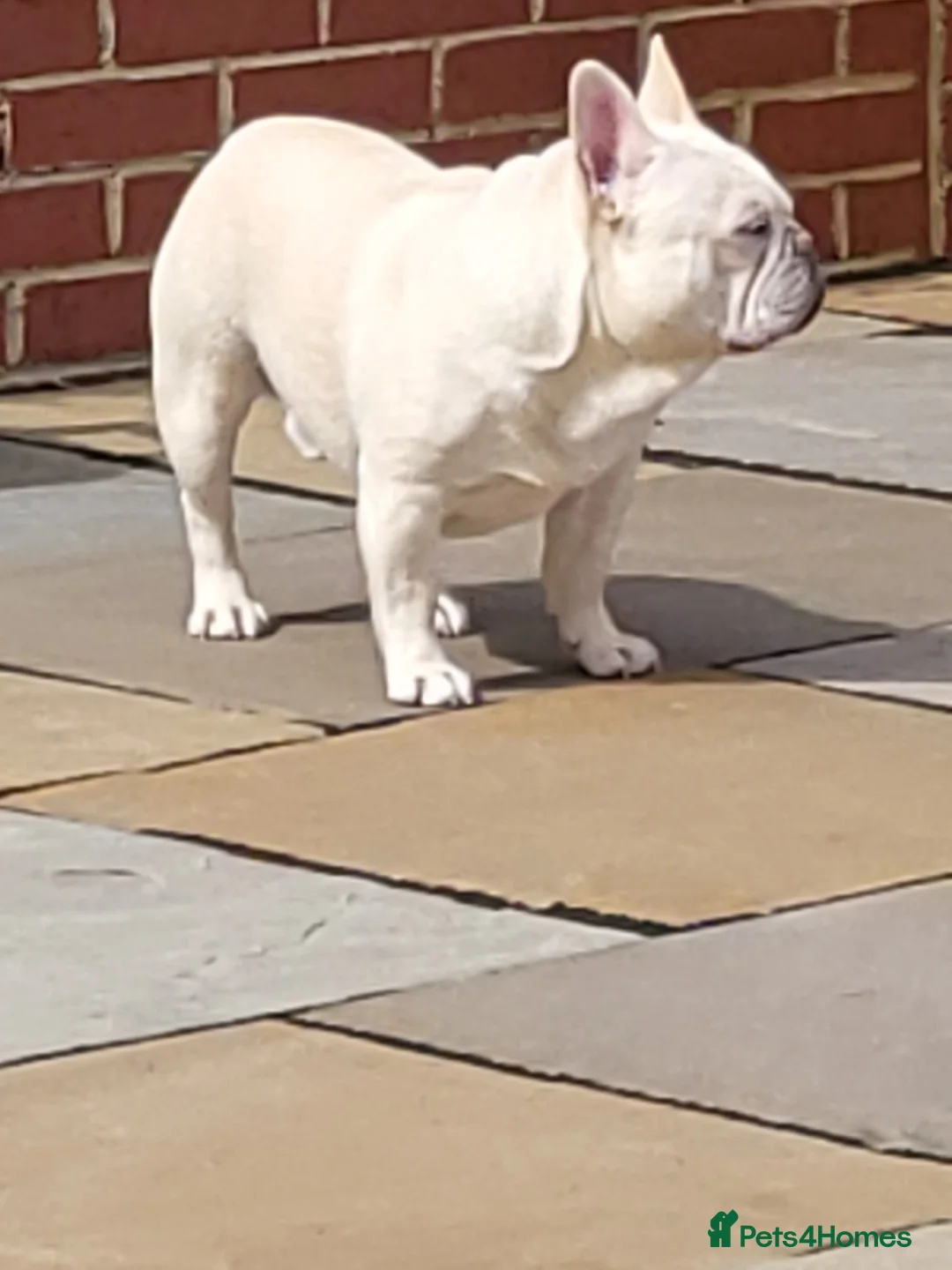 French Bulldog dogs for stud:  💥Amazing structure and quality! in Ebbw Vale - Advert 12
