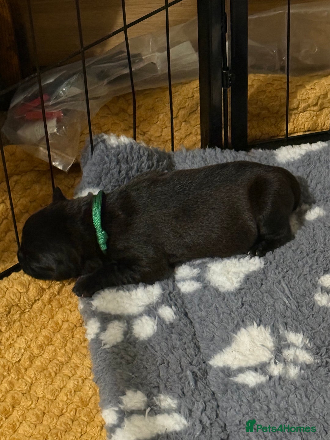 Mixed Breed dogs for sale: Mastador pups - Image 4