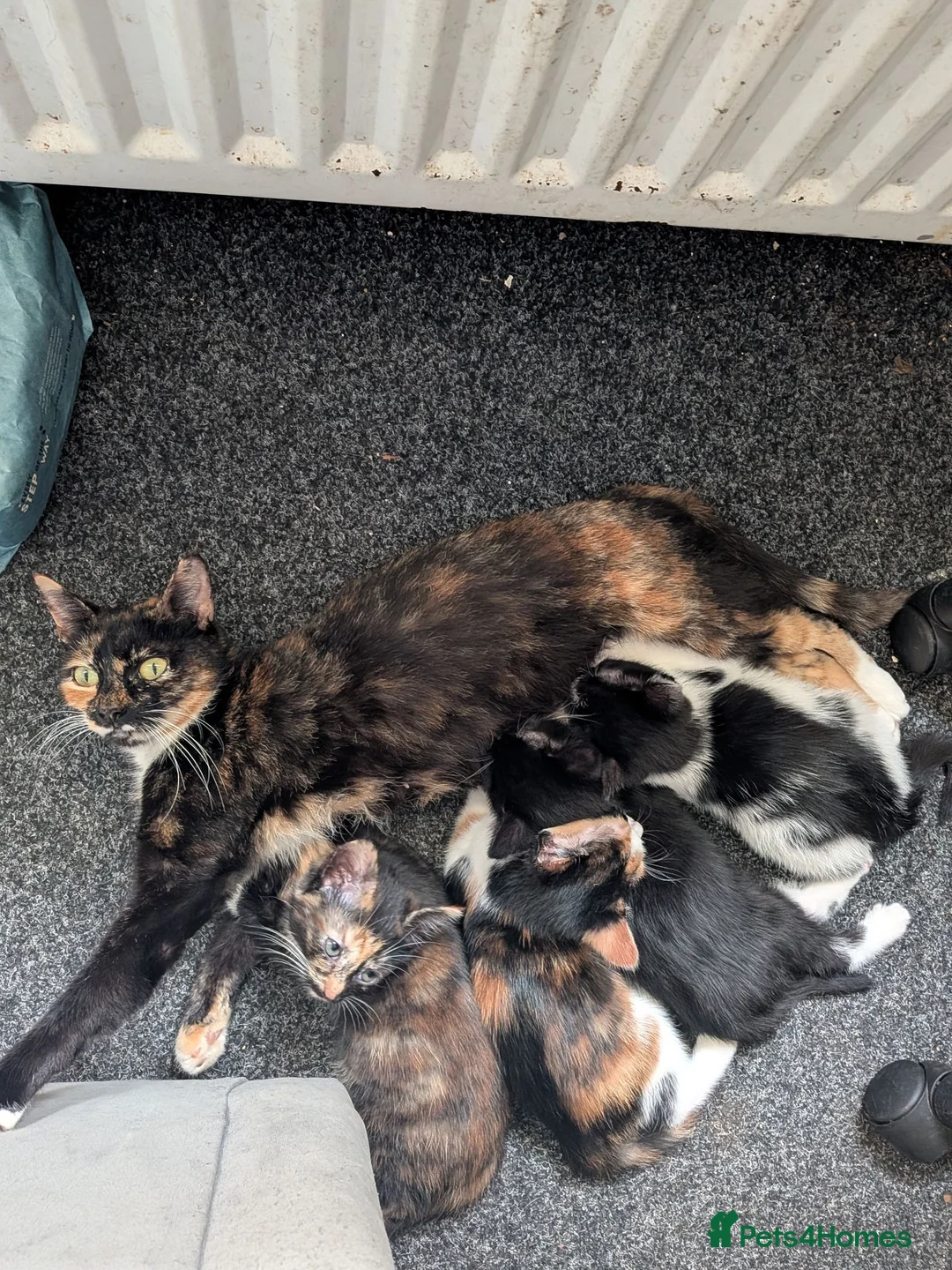 Mixed Breed cats for sale: Kittens for sale in Glasgow - Advert 2