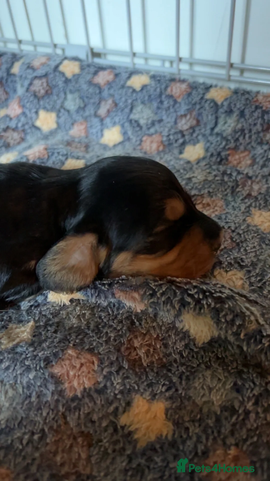 Miniature Dachshund dogs for sale: Long haired mini dachshunds  - Advert 6