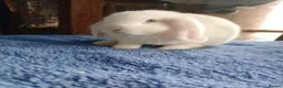 Mini Lop rabbits for sale: Beautiful boys 4 white 1 champagne  in Wirral - Advert 5