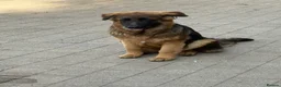 German Shepherd dogs for sale: Long coat German Shepherd - Advert 6