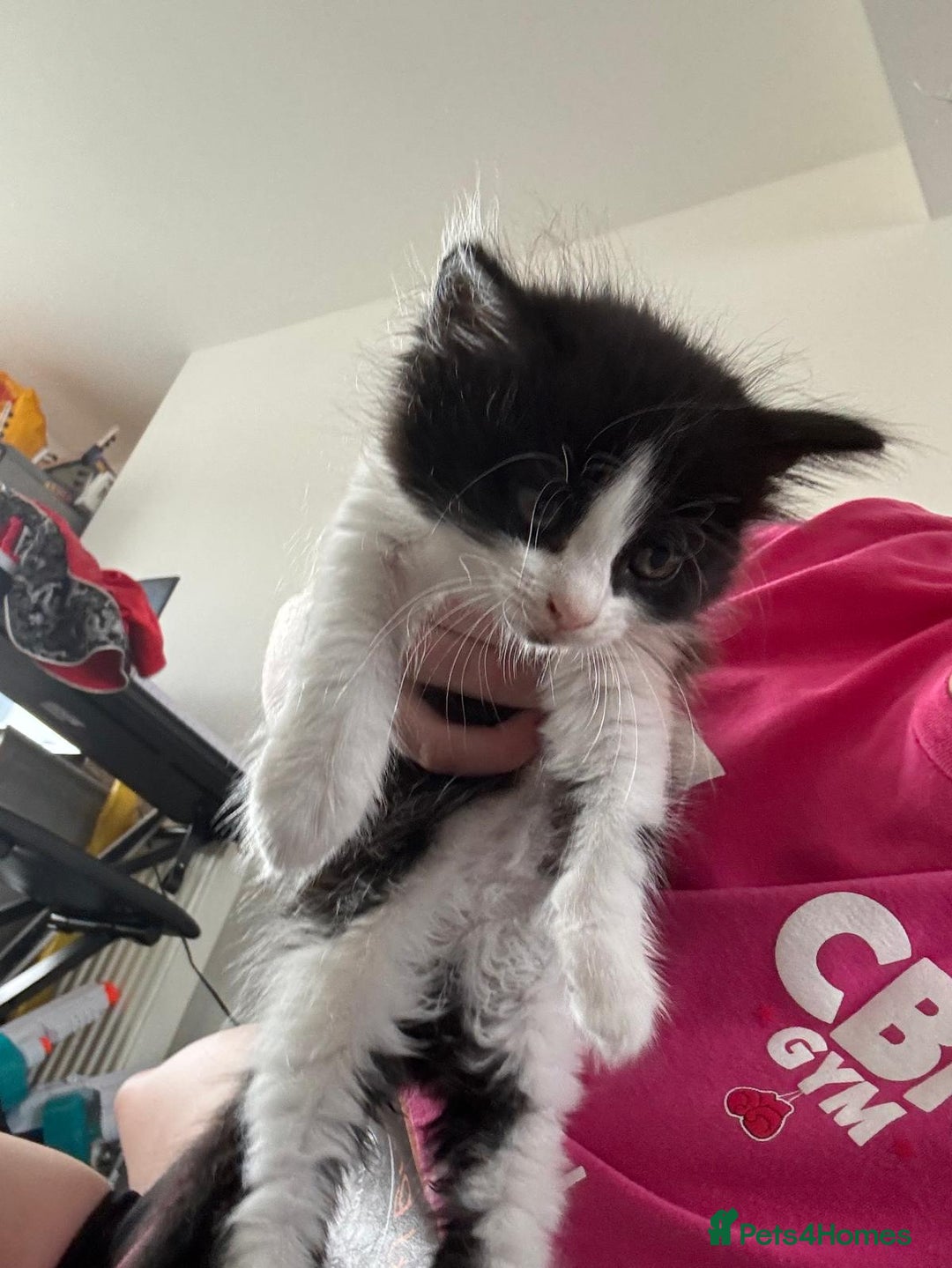 Domestic Shorthair cats for sale: 4 beautiful kittens   - Image 6