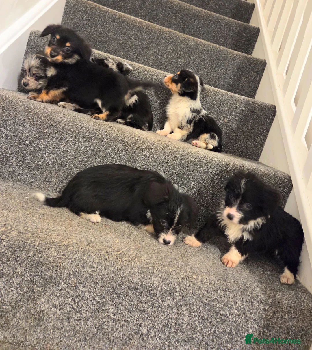 Mixed Breed dogs for sale: Superb CorgiPoo Puppies  - Advert 2