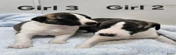 Whippet dogs for sale: KC Registered Whippet puppies - Advert 6