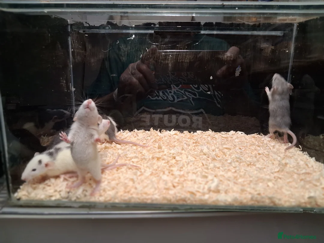Rat rodents for sale: Baby Dumbo rats, natural, Rex , Nakeds - Advert 7