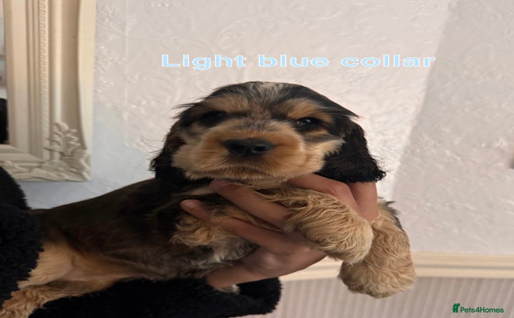 Cocker Spaniel dogs - Advert 9