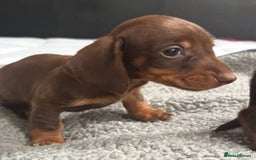 Miniature Dachshund dogs for sale: Beautiful teeny tiny mini dachshunds  - Image 12