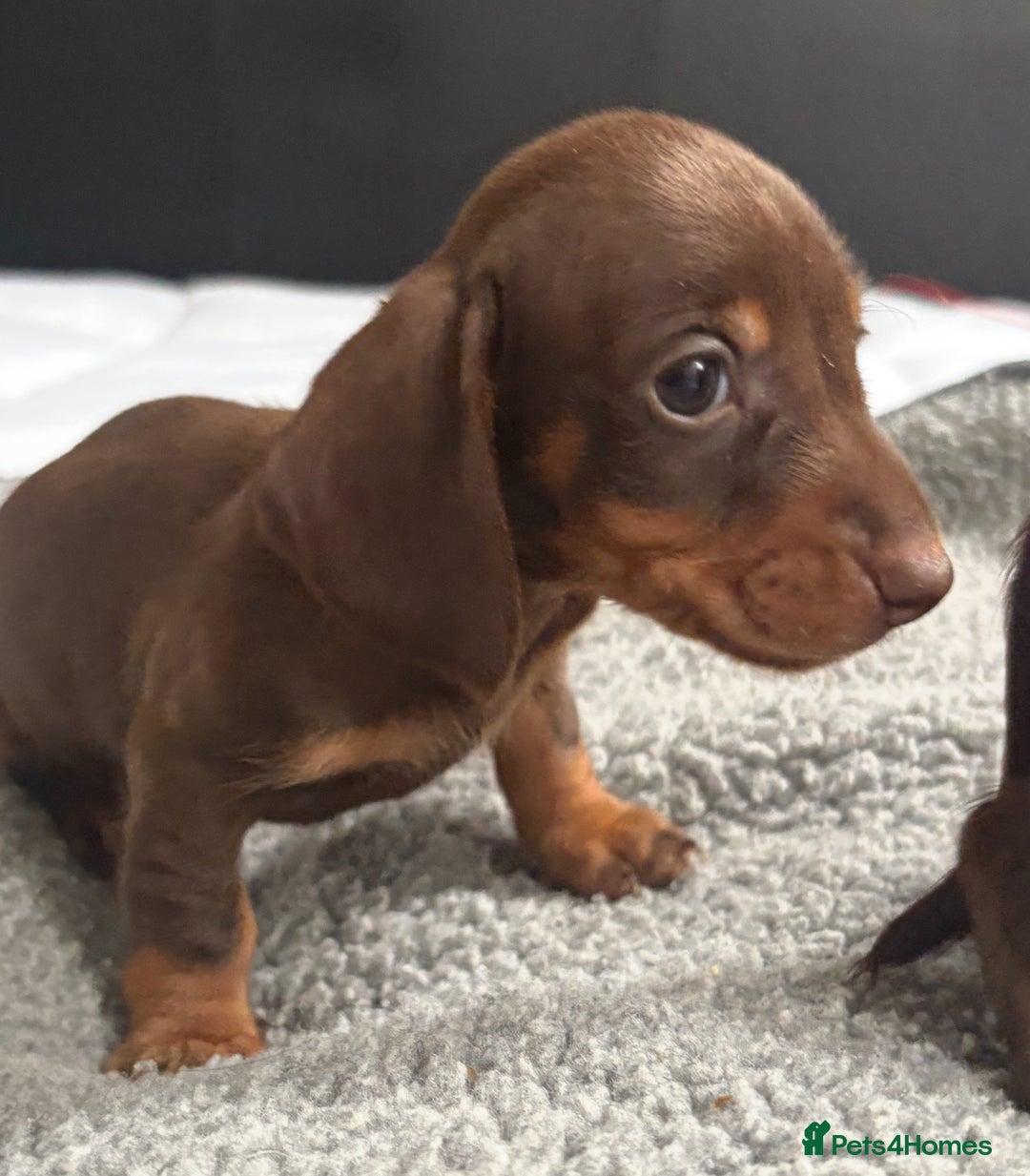 Miniature Dachshund dogs for sale: Beautiful teeny tiny mini dachshunds  - Image 12