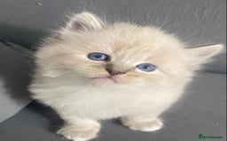 Siberian cats for sale: Siberian Kittens Neva Masquerade White - Image 12