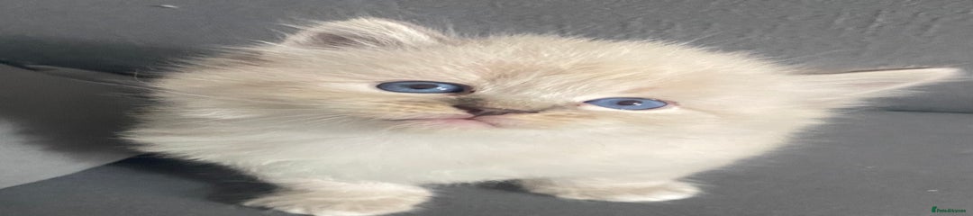 Milo