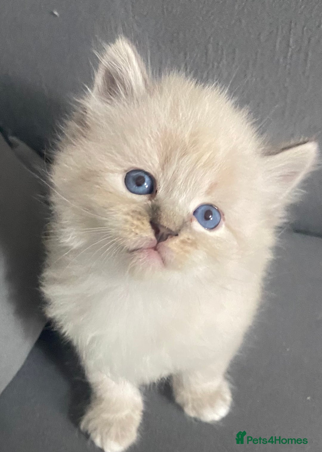 Siberian cats for sale: Siberian Kittens Neva Masquerade White - Image 12