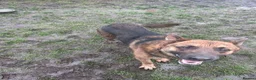 German Shepherd dogs for sale: 4 year old German Shepard  - Advert 4