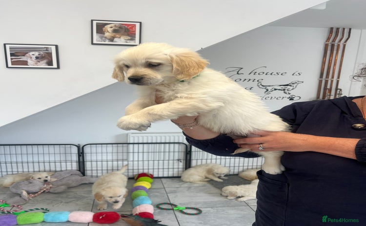 Golden Retriever dogs - Advert 3