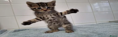 British Shorthair 1