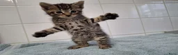 British Shorthair cats for sale: pure tabby kittens - Advert 19
