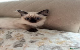 Ragdoll cats for sale: Beautiful Pedigree Ragdolls THREE LEFT  - Image 8