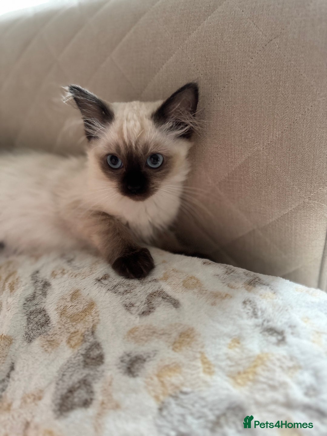 Ragdoll cats for sale: Beautiful Pedigree Ragdolls THREE LEFT  - Image 8