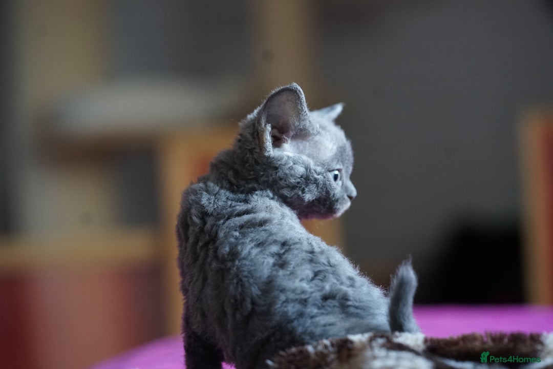 Devon Rex cats for sale: 💙 Devon Rex Female Kitten Available 💙 - Image 8