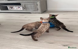 Bengal cats for sale: Stunning full pedigree bengal kittens  - Image 15
