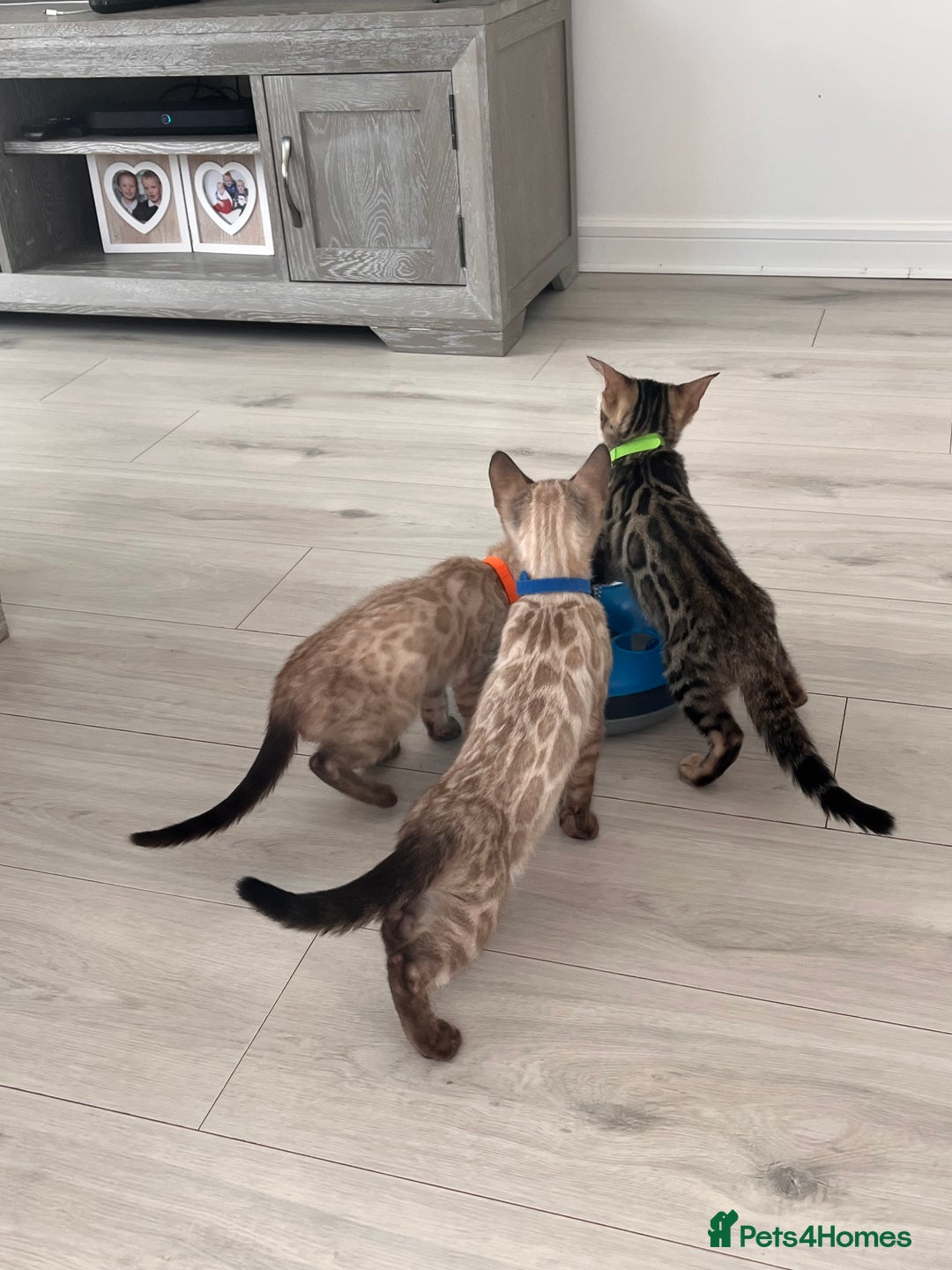 Bengal cats for sale: Stunning full pedigree bengal kittens  - Image 15