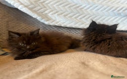 Maine Coon cats for sale: Maine coon kittens - Image 7