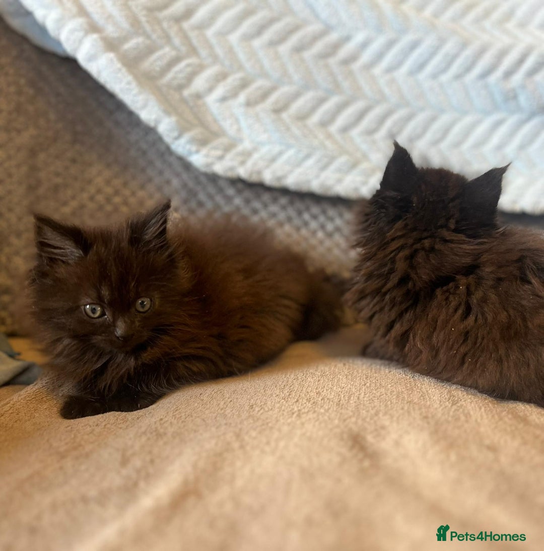 Maine Coon cats for sale: Maine coon kittens - Image 7