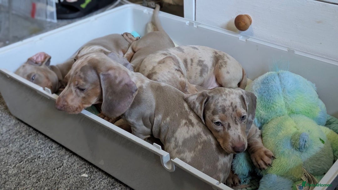 Miniature Dachshund dogs for sale: Mini dachshund’s puppies 8 weeks old - Advert 5