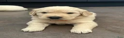 Golden Retriever dogs for sale: KC Golden Retriever Puppies Health Tested Parents - Advert 6