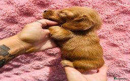 Miniature Dachshund dogs for sale: Ready to leave 🐾 beautiful long hair miniatures  - Image 8