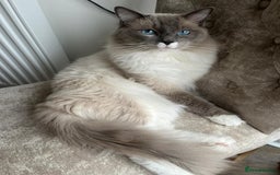 Ragdoll cats for sale: 2 Adorable Bluepoint boy Kittens left!  - Image 32