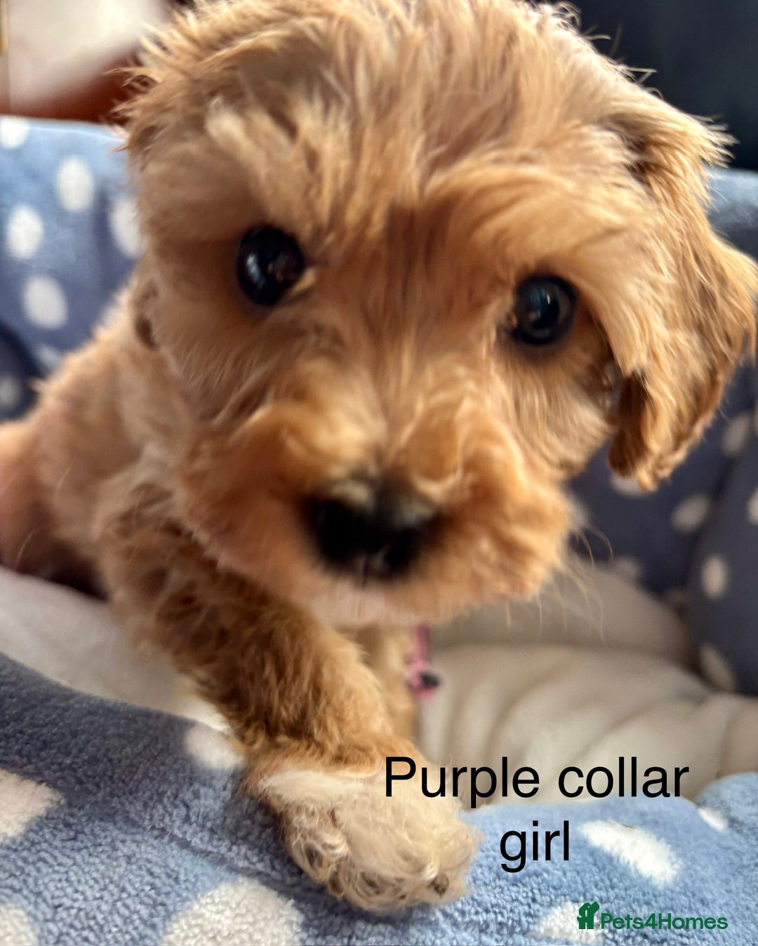 Cavachon dogs for sale: Super friendly, Litter trained Cavapoochon’s - Image 15