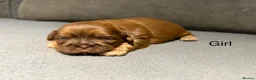 Shih Tzu dogs for sale: Beautiful miniature imperial Shih Tzu - Advert 3