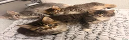 Mixed Breed cats for sale: Maine Coon x Bengal Adorable Kittens  in Camberley - Advert 3
