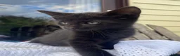 Domestic Shorthair cats for sale: Kittens Ready Now in Bury Saint Edmunds - Advert 4