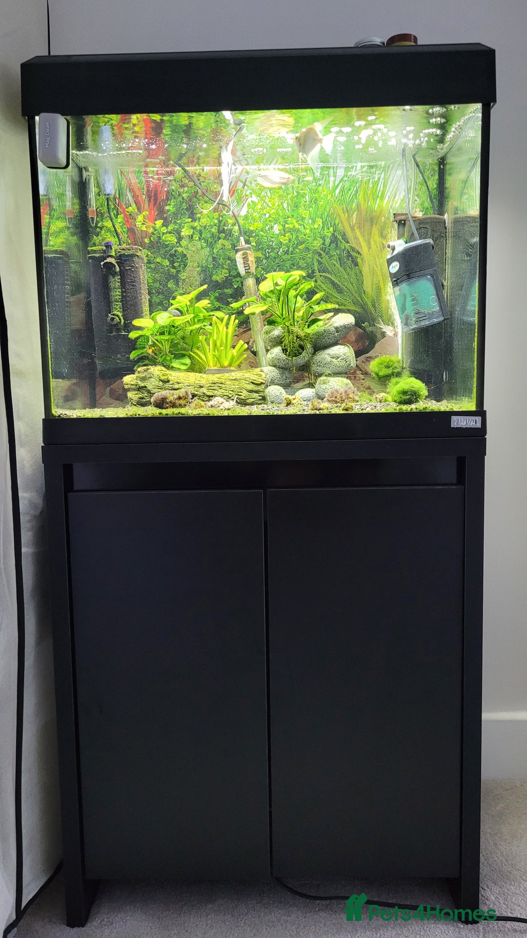 Cichlids fish for sale: Tropical fish and fish tanks in Uxbridge - Image 2