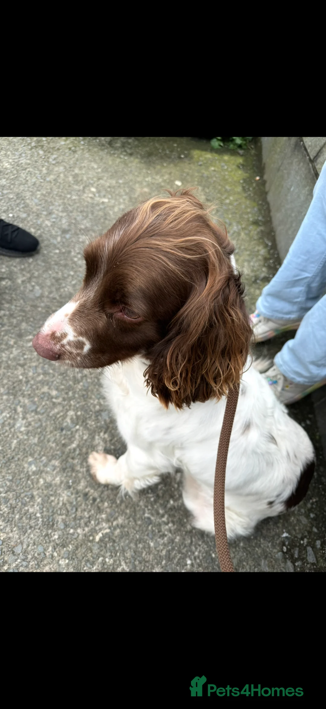 English Springer Spaniel dogs for sale: 8 years old! female spaniel in Stoke-on-Trent - Advert 2