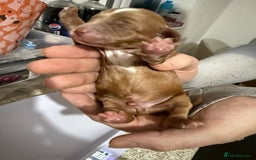 Cockapoo dogs for sale: Championship bloodline F1B toy Cockapoos  - Image 20