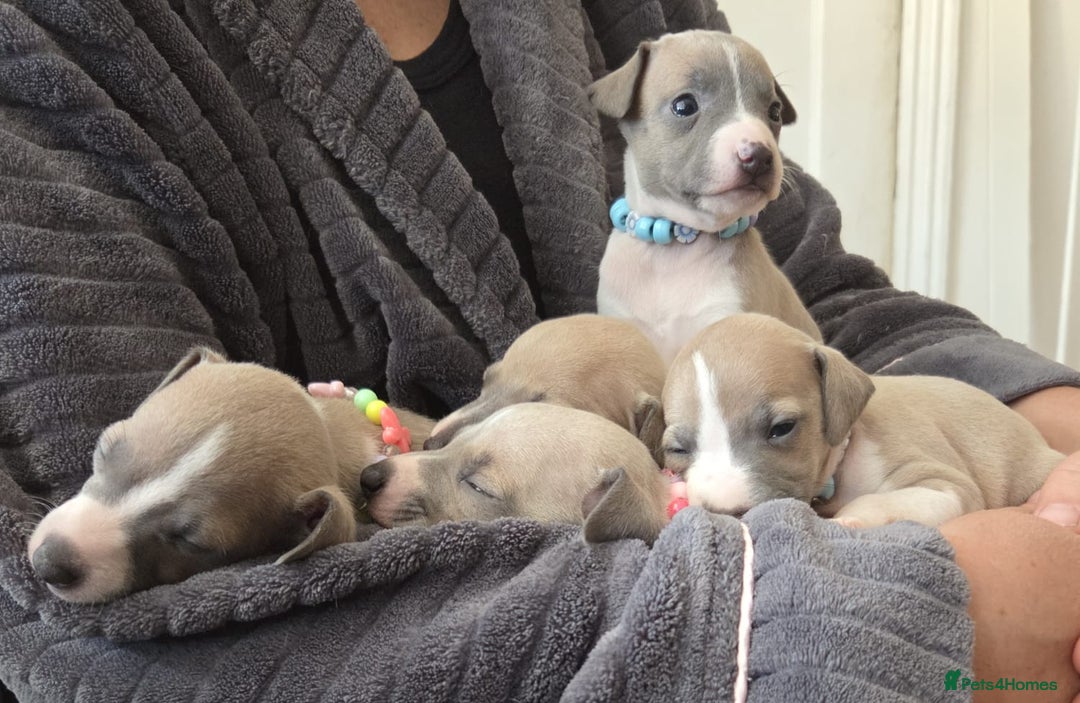 Italian Greyhound dogs for sale: Adorable Italian Greyhound girls - Image 4