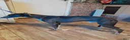 Mixed Breed dogs for sale: Bedlington whippet/Bedlington greyhound x whippet - Advert 2