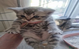 British Shorthair cats for sale: Rare tabby British shorthair  in Knottingley - Image 7