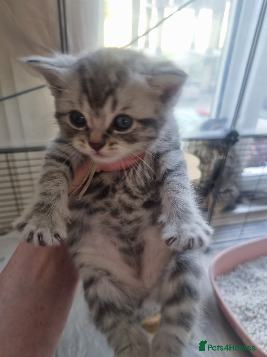 British Shorthair cats for sale: Rare tabby British shorthair  in Knottingley - Image 7